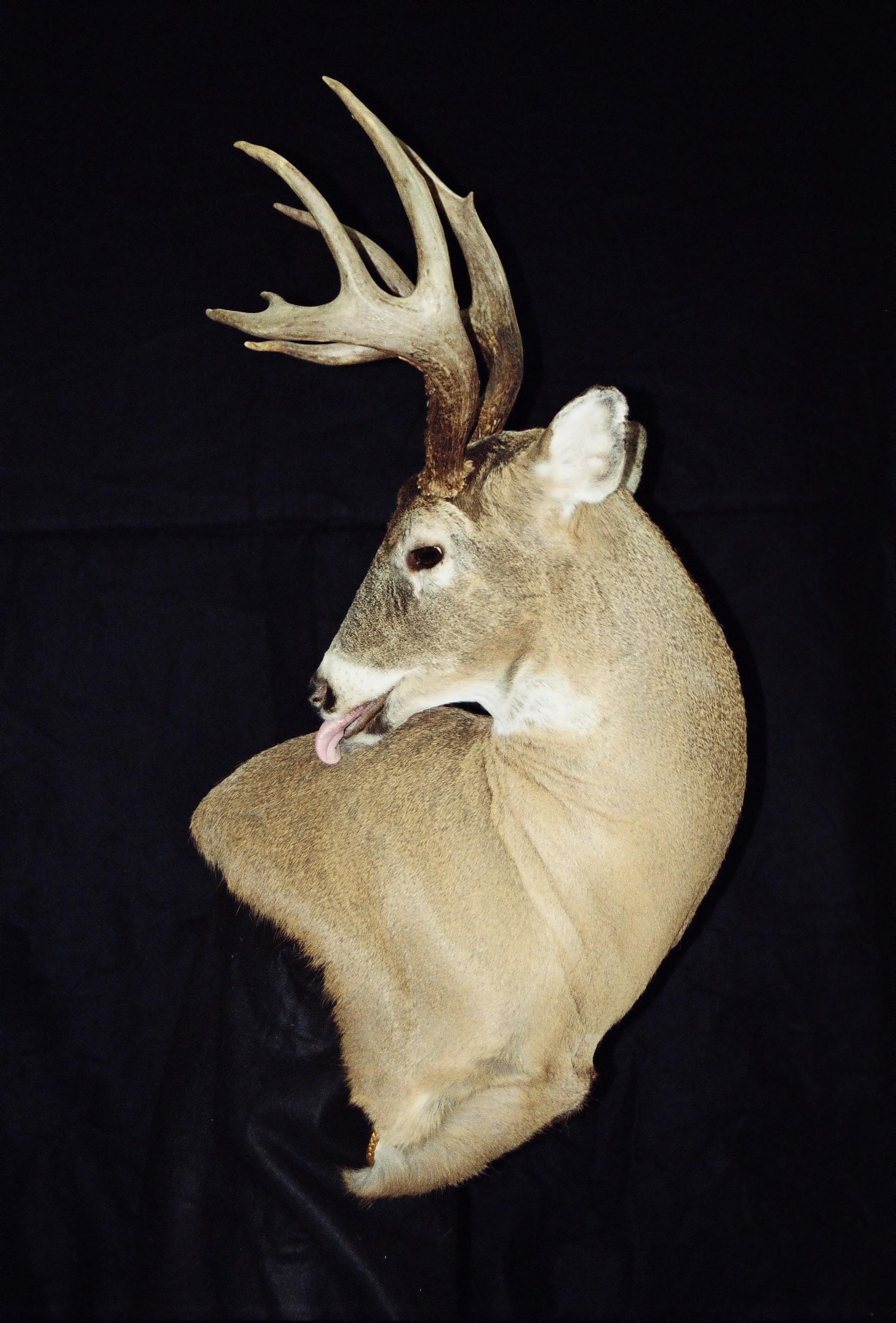 Deer Pedestal Mount